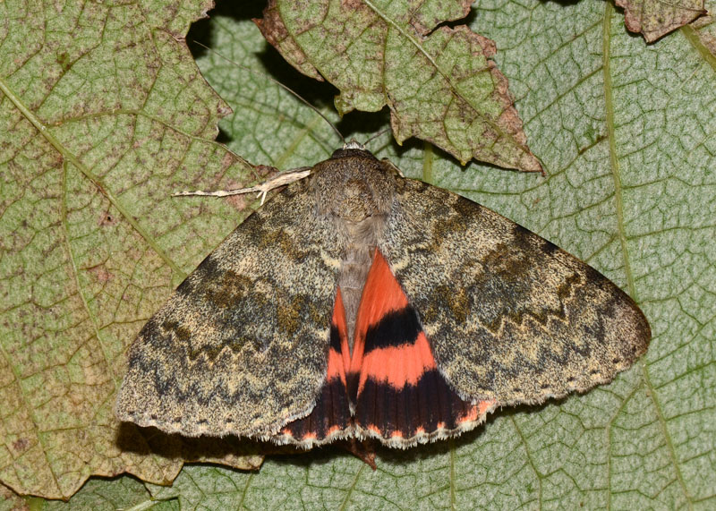 Noctuidae Catocala elocata ? - Sì